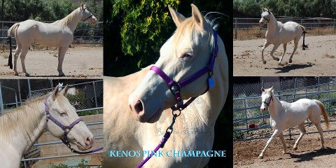 *
Kenos Pink Champagne