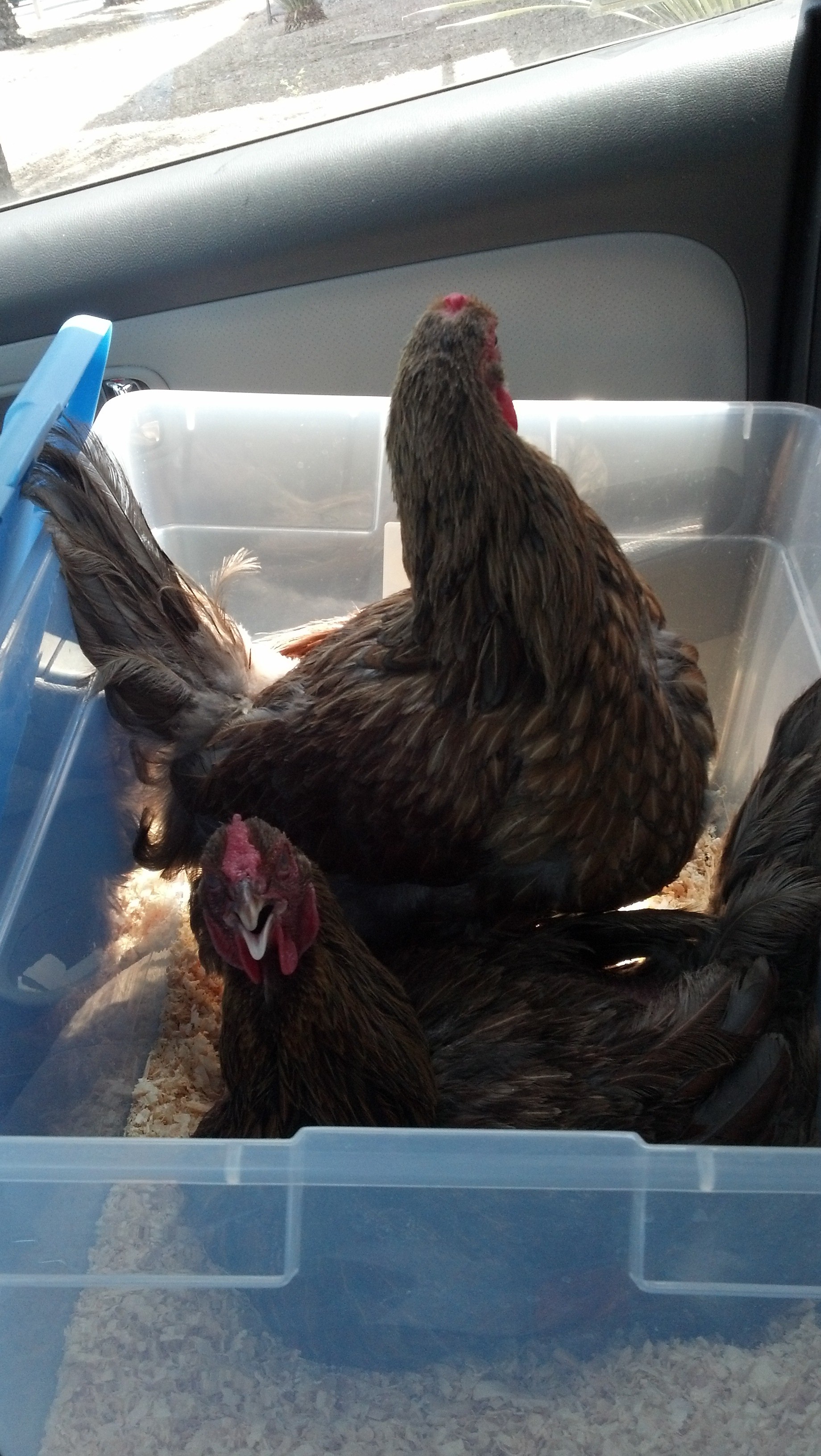 Kentucky and Enchilada (supposedly Blue Laced Red Wyandottes) riding in the car to go to school with me for exotic pets day!