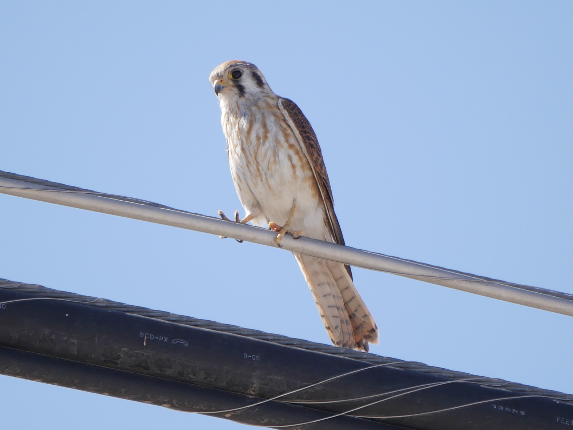 Kestrel