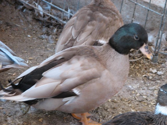 khaki drake...original breeder from Jen...