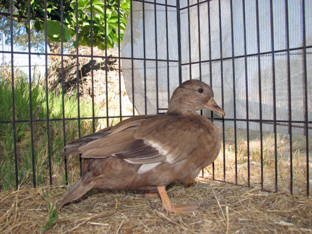 khaki hen bought from Jen...pic taken at her house
