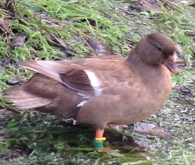 Khaki Hen