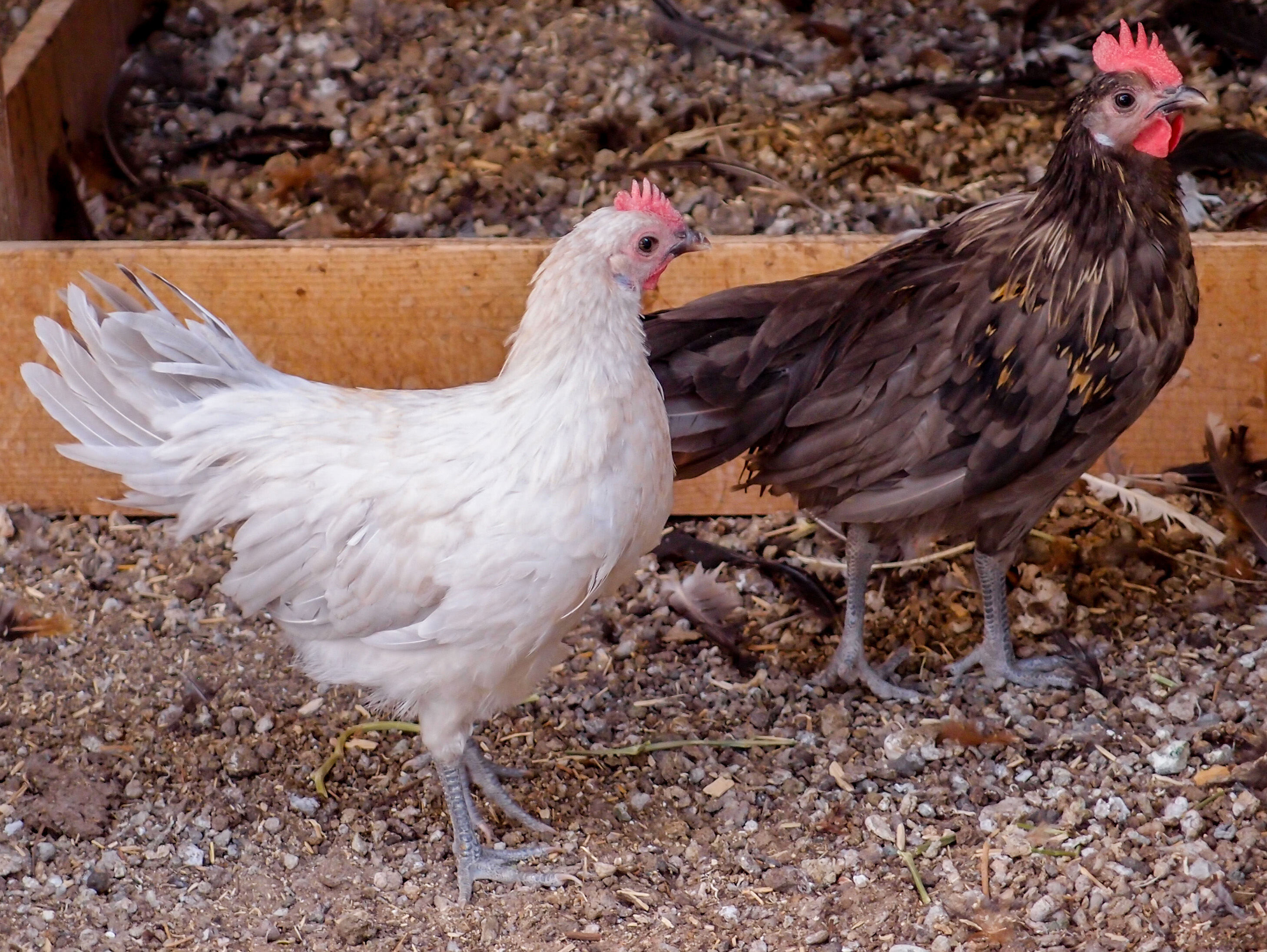 Khaki (homozygous Dun) and Golden Dun 2014 cockerels