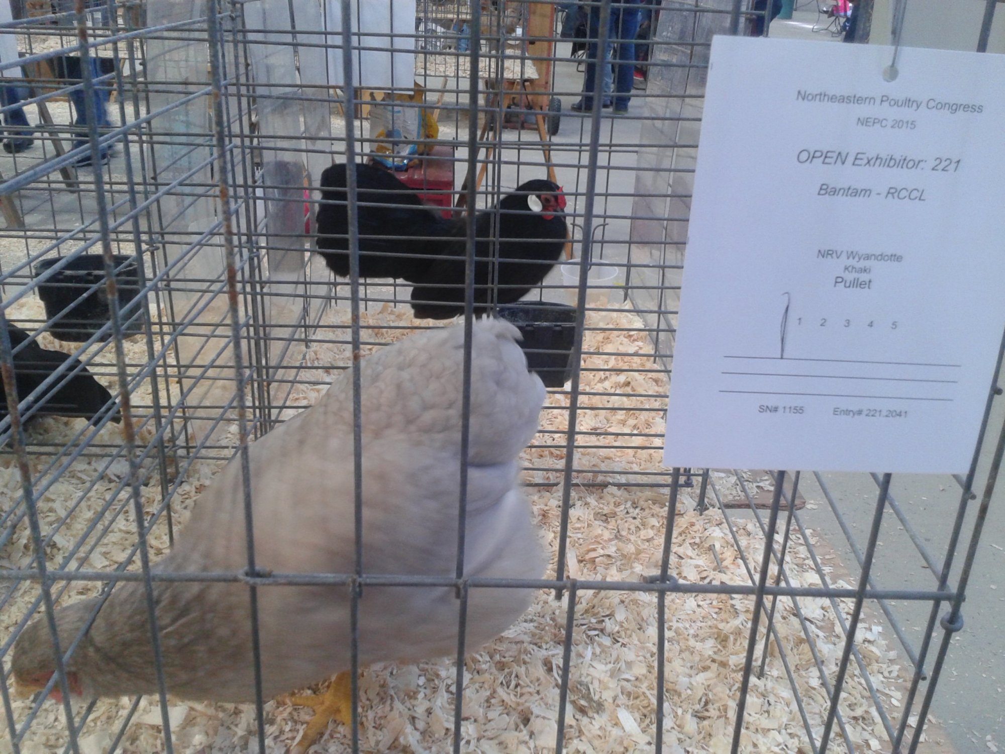 Khaki wyandotte, bantam, interesting color