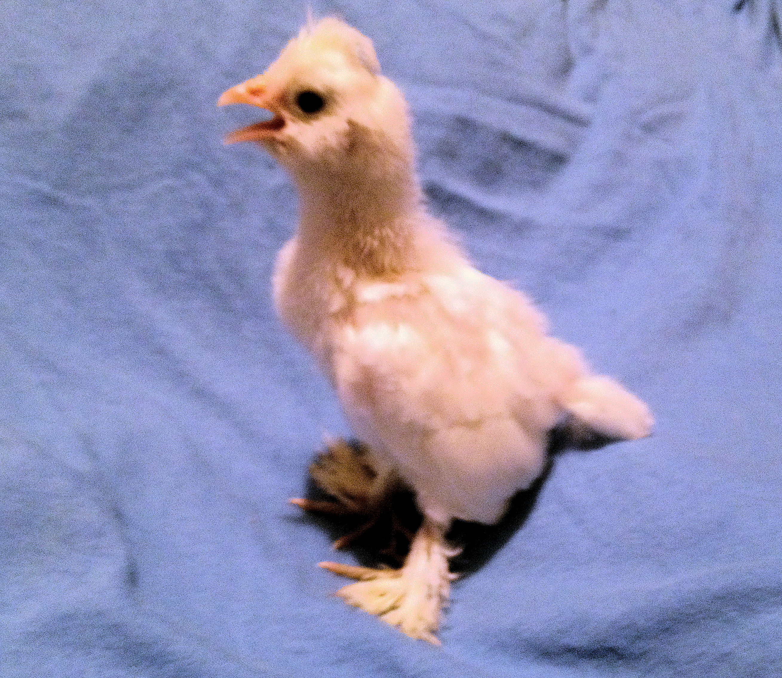 Khaleesi - 8 Days Old Today!  Khaleesi is a Sultan (5 photos)