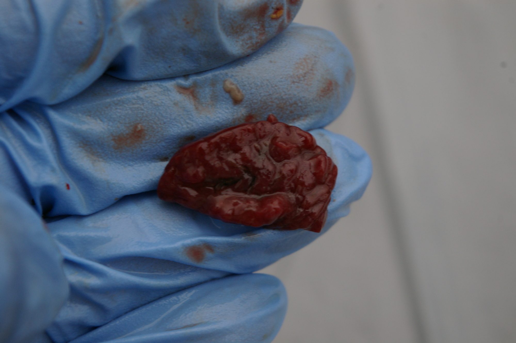Kidney cut open. I'm not sure if this is normal.