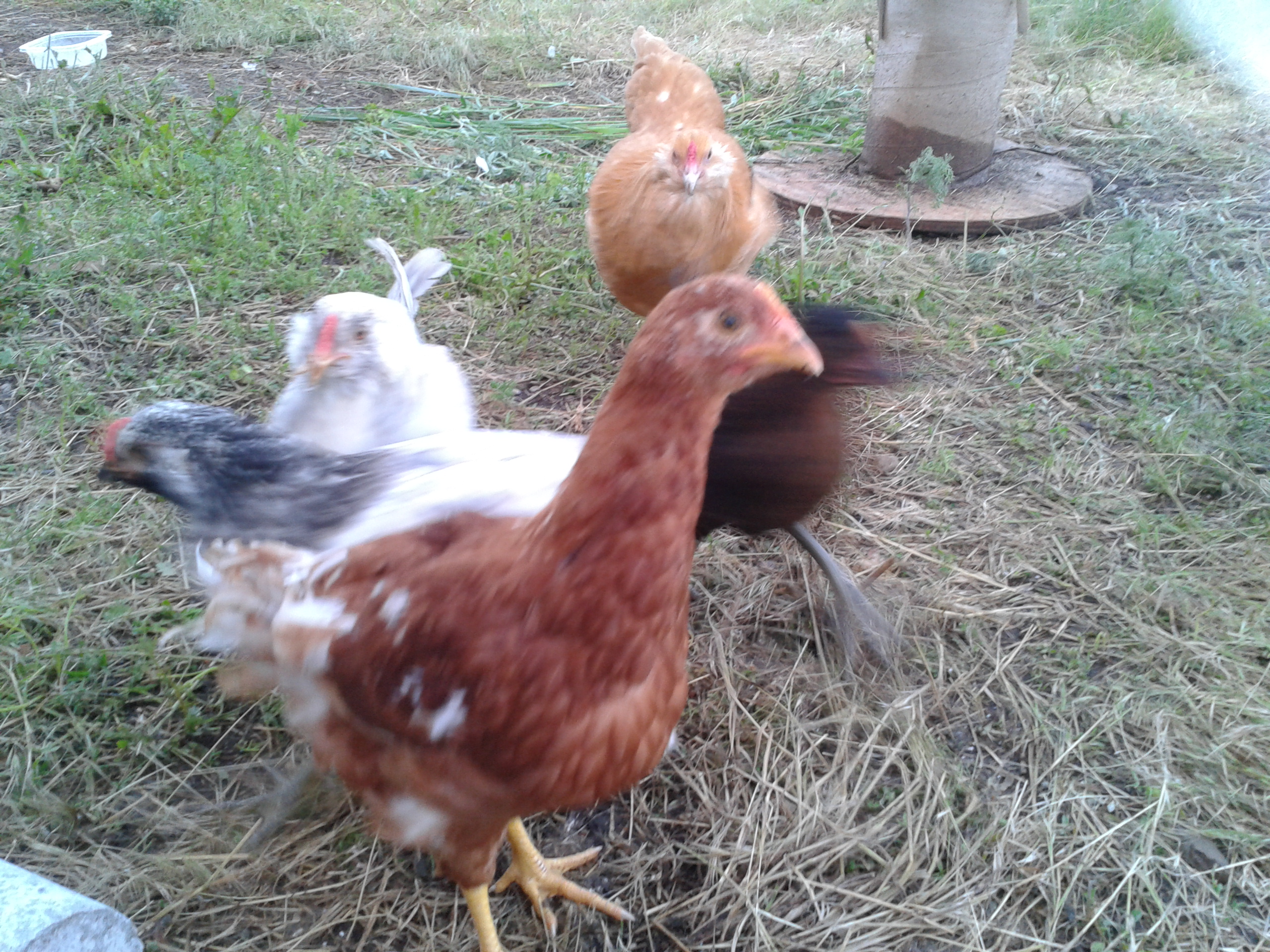 Kids at the speed of chicken