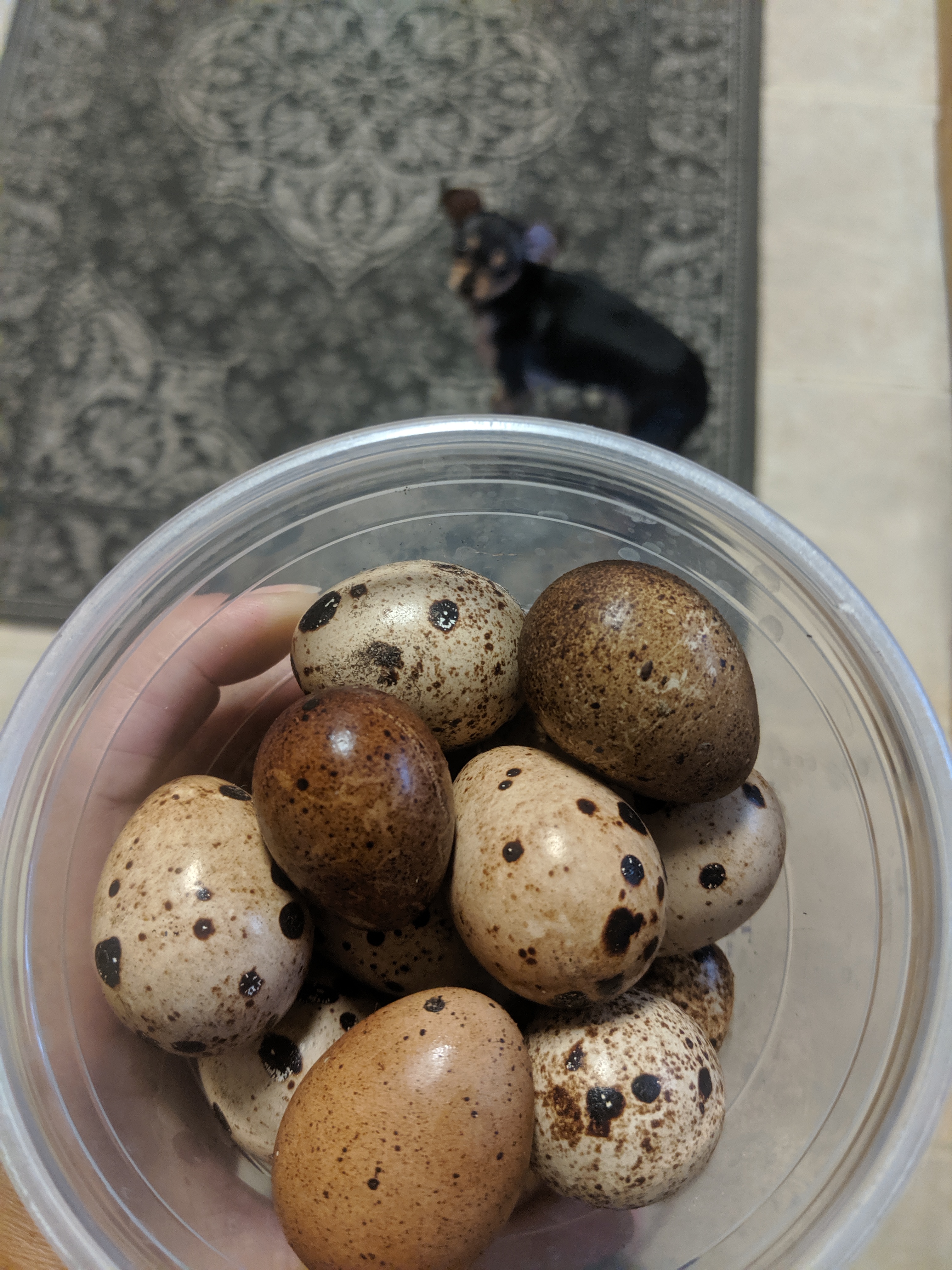 Kiki Quail