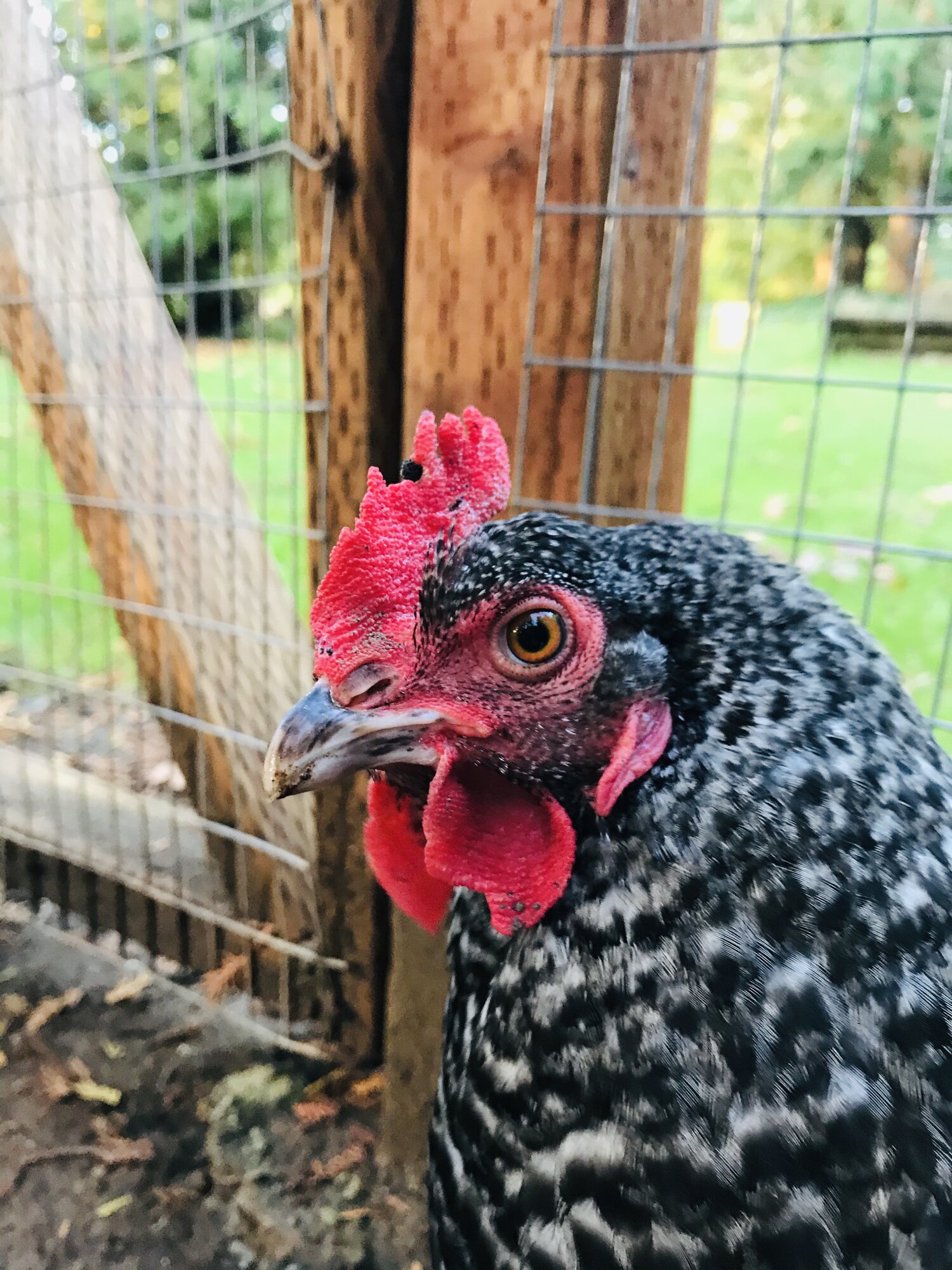 Kiki