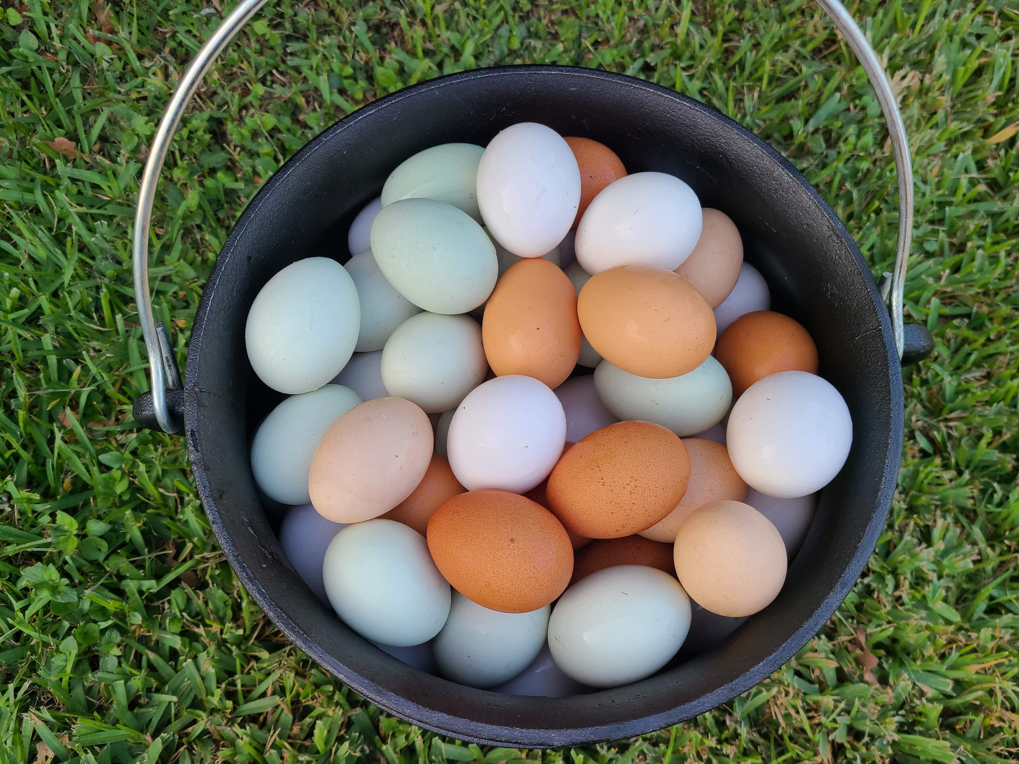 Kiki's Chicken's Eggs