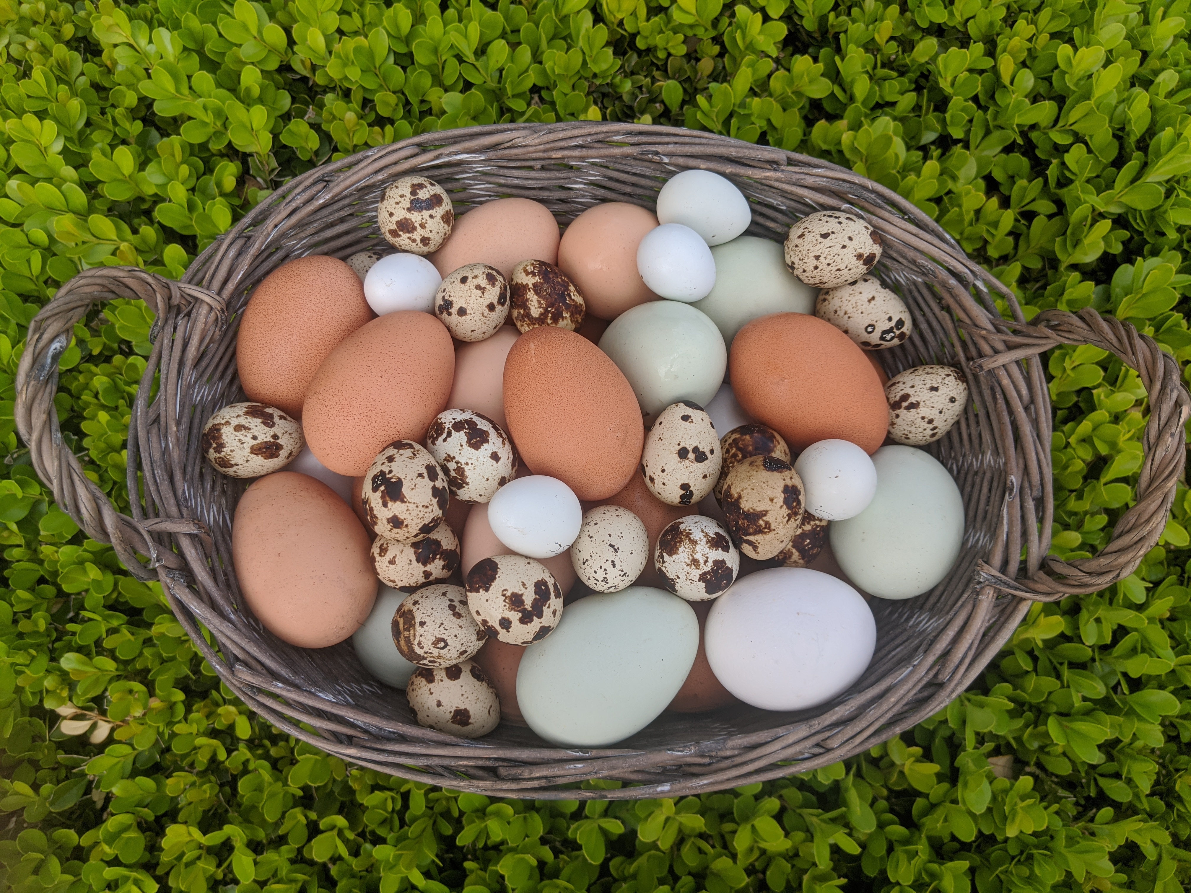 Kiki's Eggs