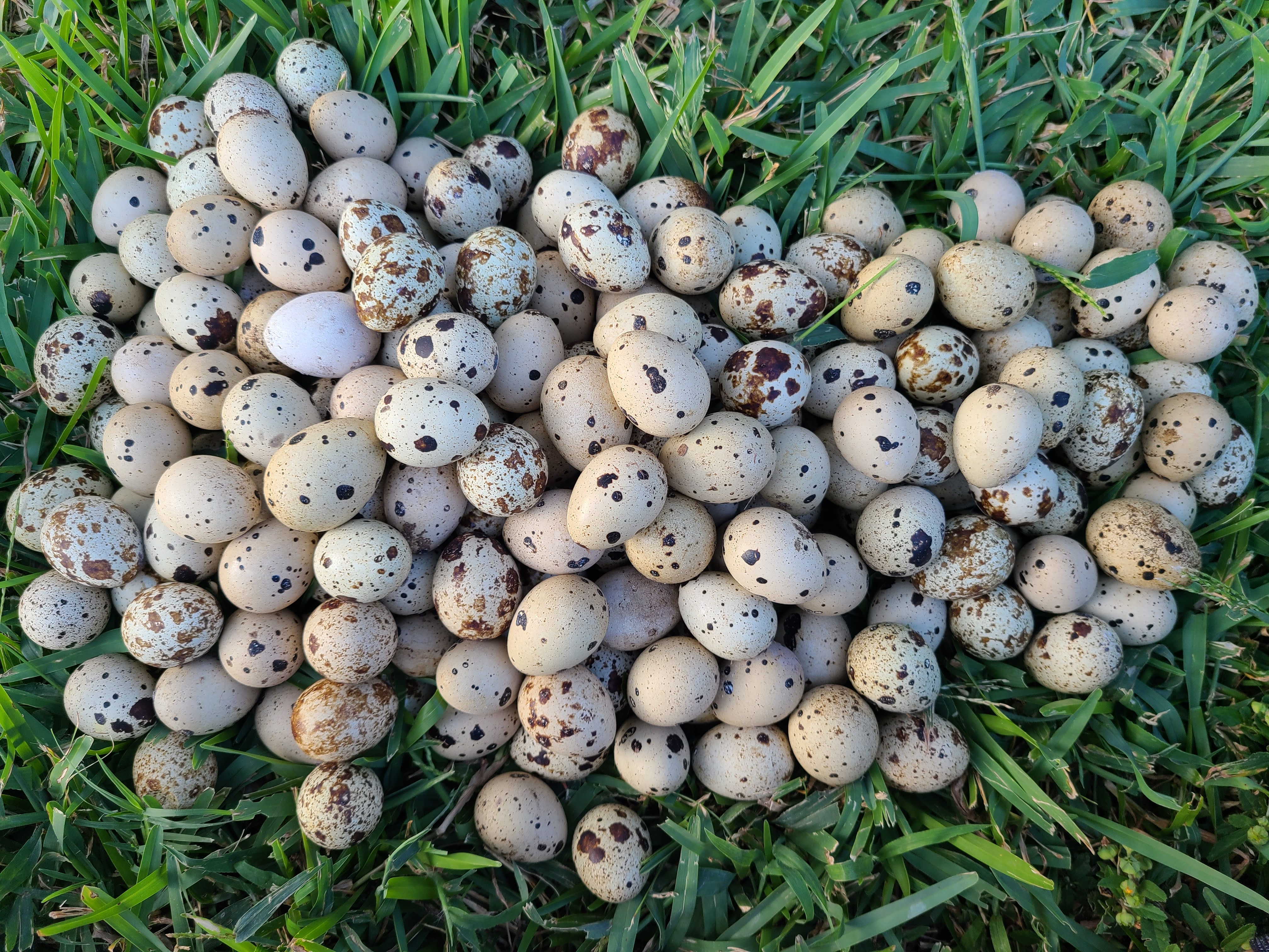 Kiki's Quail Eggs