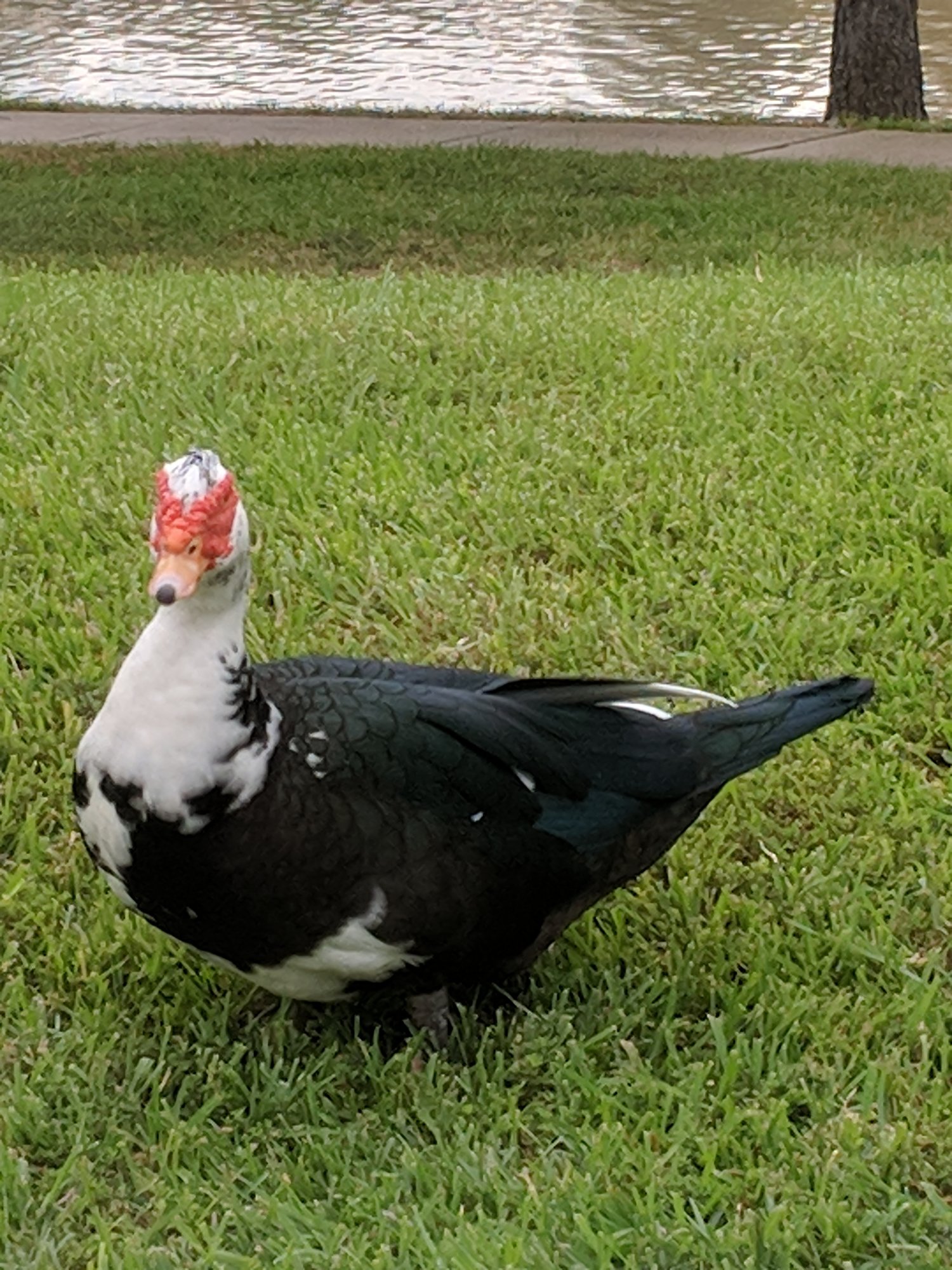 Kiki's wild duck