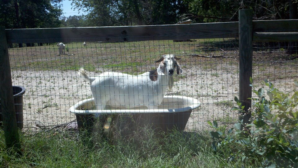 Kiko x Boer Buck at 1 year