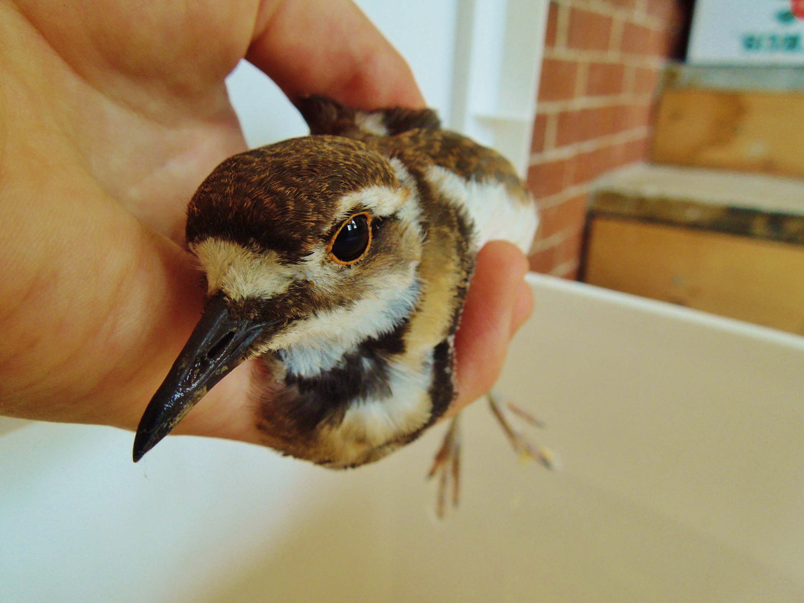 Killdeer