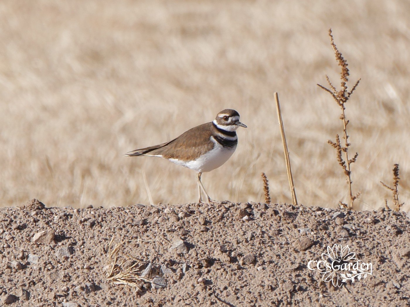 Killdeer