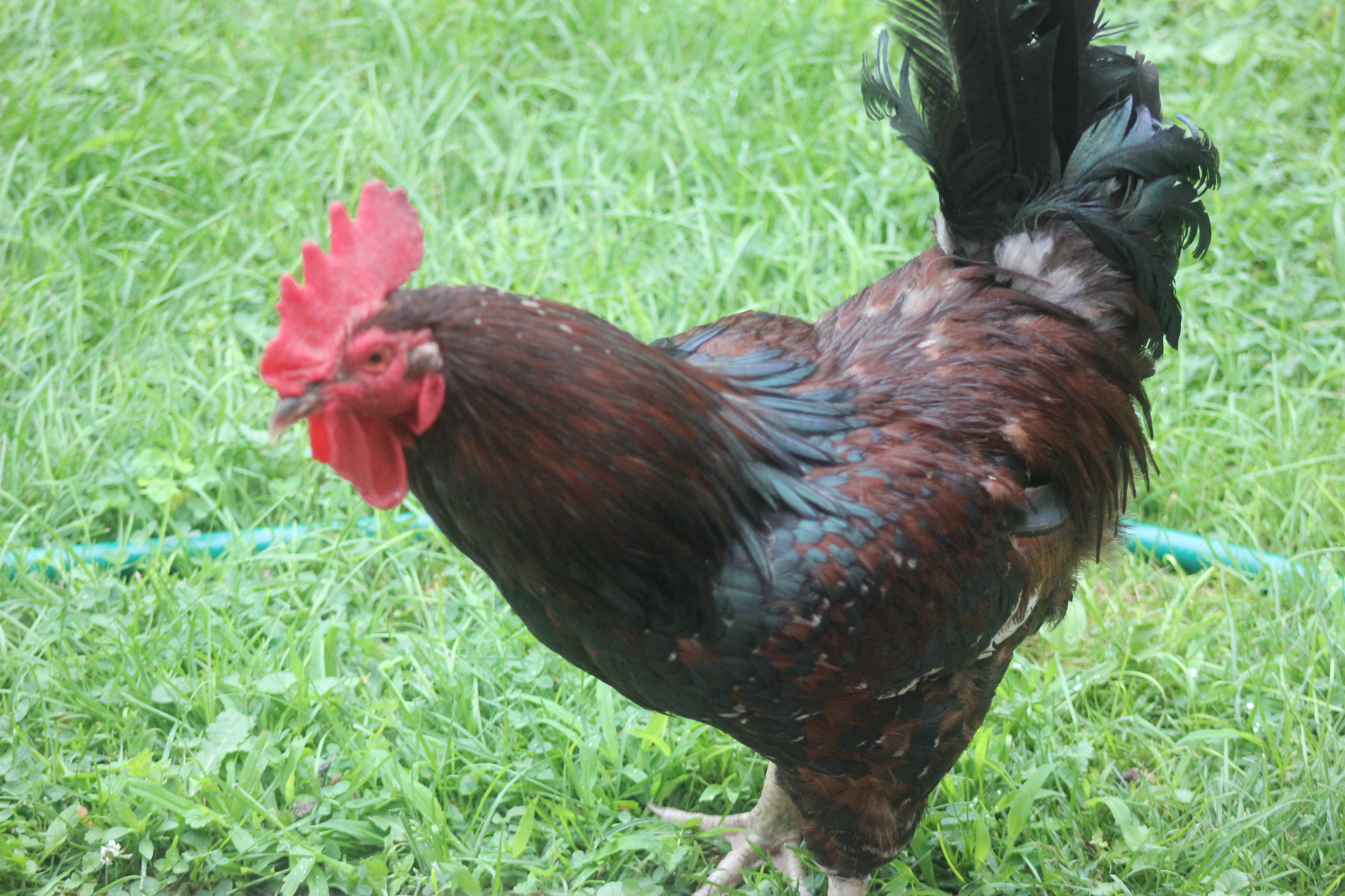 King Arthur, our Speckled Sussex, we rescued when he was a cockerel and living in horrible conditions! He's outdone himself being King of the Flock!