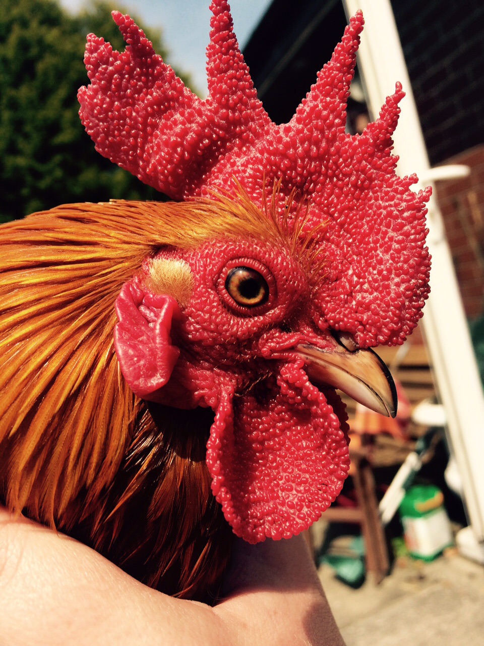 King Richard, my Pekin x Dutch roo