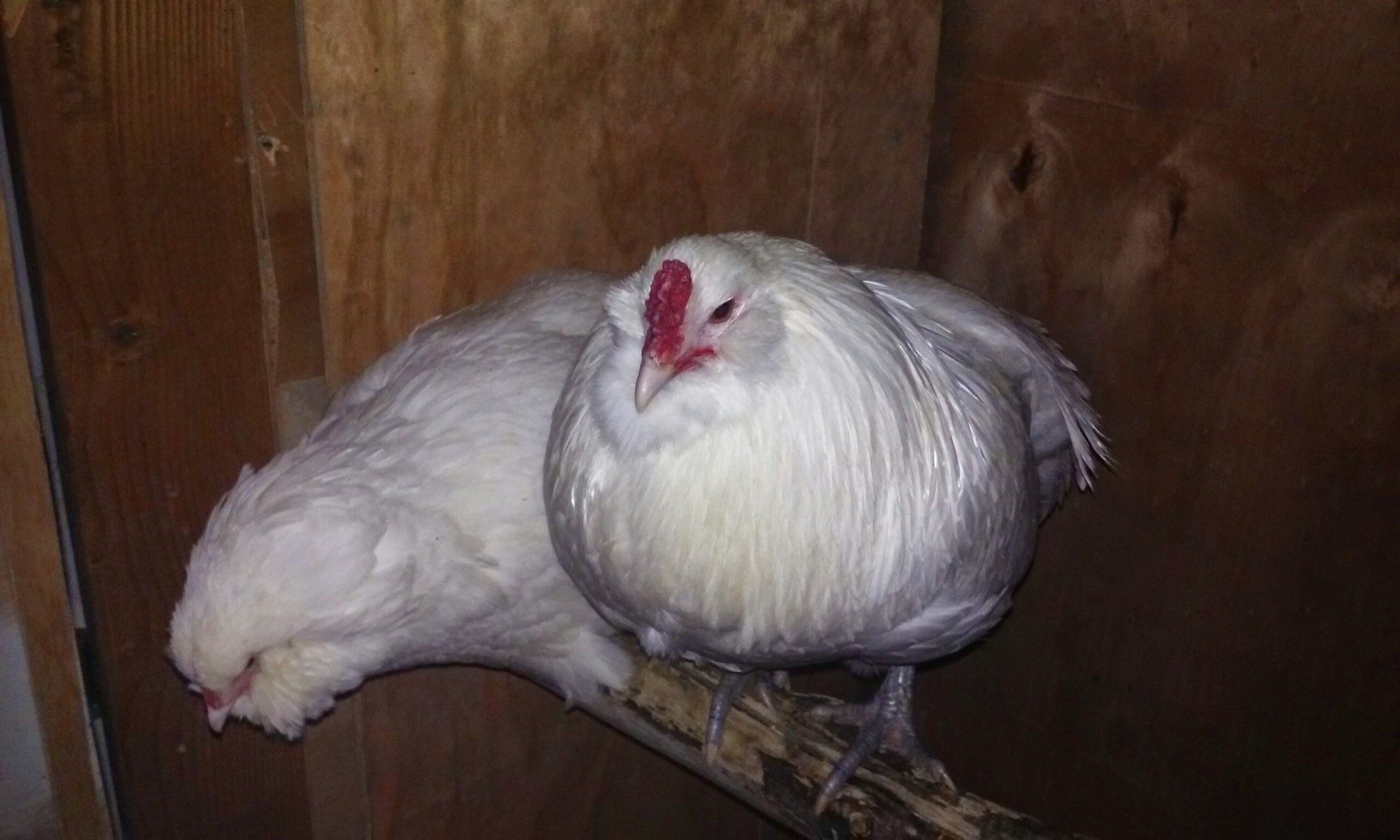 "King Rooster" & "Pearl", 2 of my white Ameraucanas
