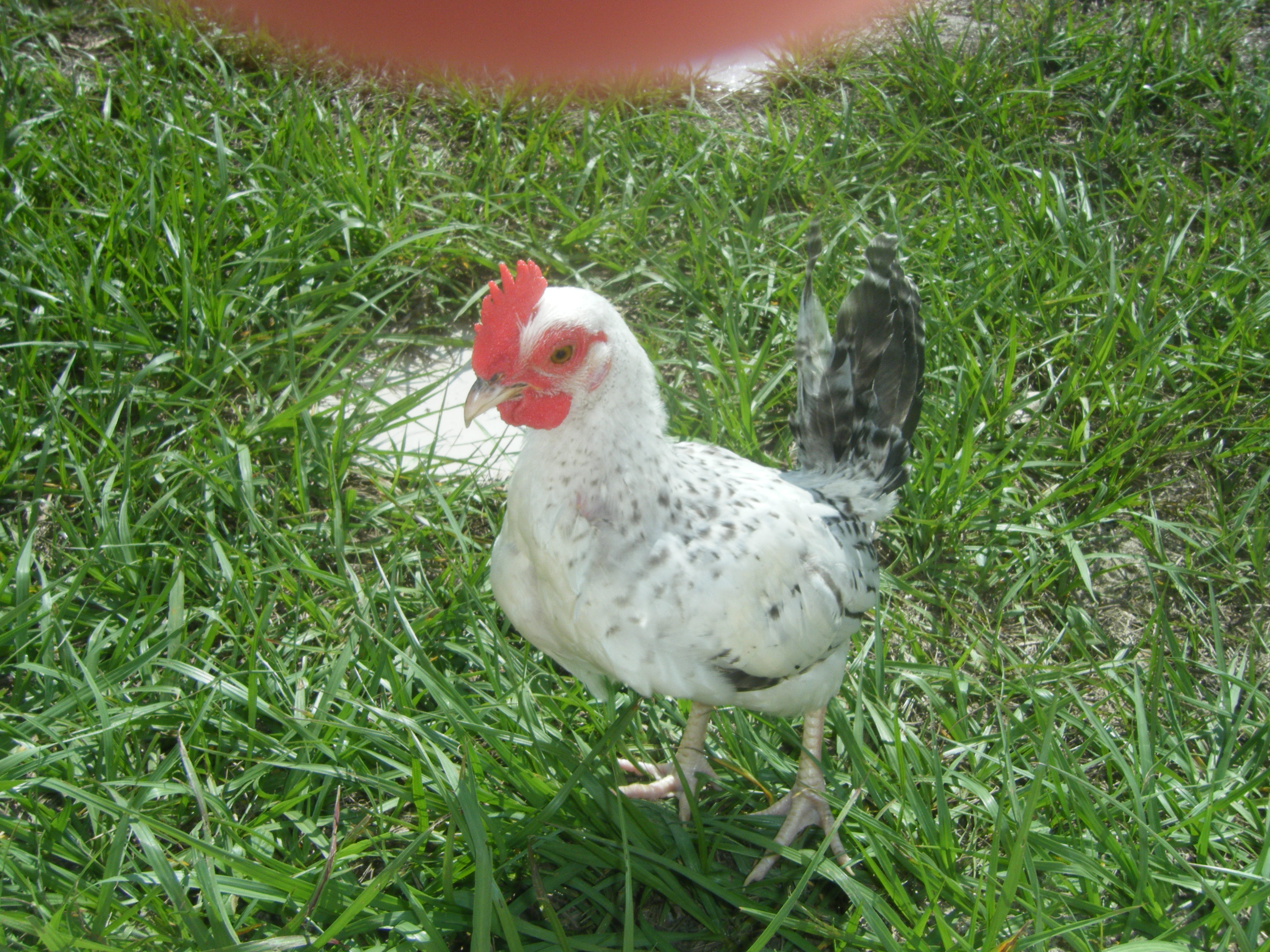 King takeing a walk in our backyard. (5 months old)