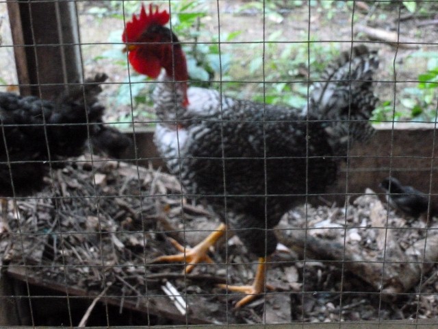 "King", The first replacement Rooster.  After the other rooster was killed by dogs, the chickens did not lay eggs for two months.