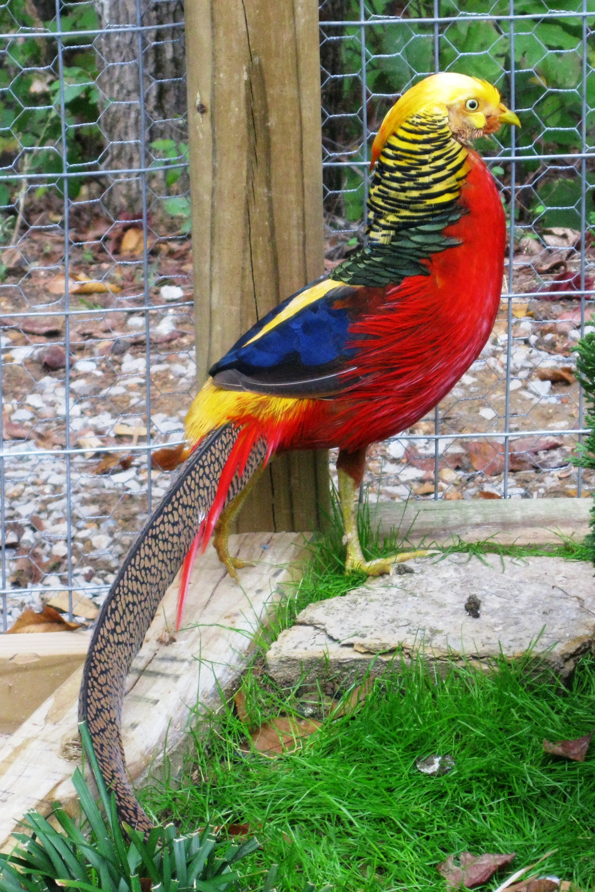 "King Tut", one of our two Red Golden roosters