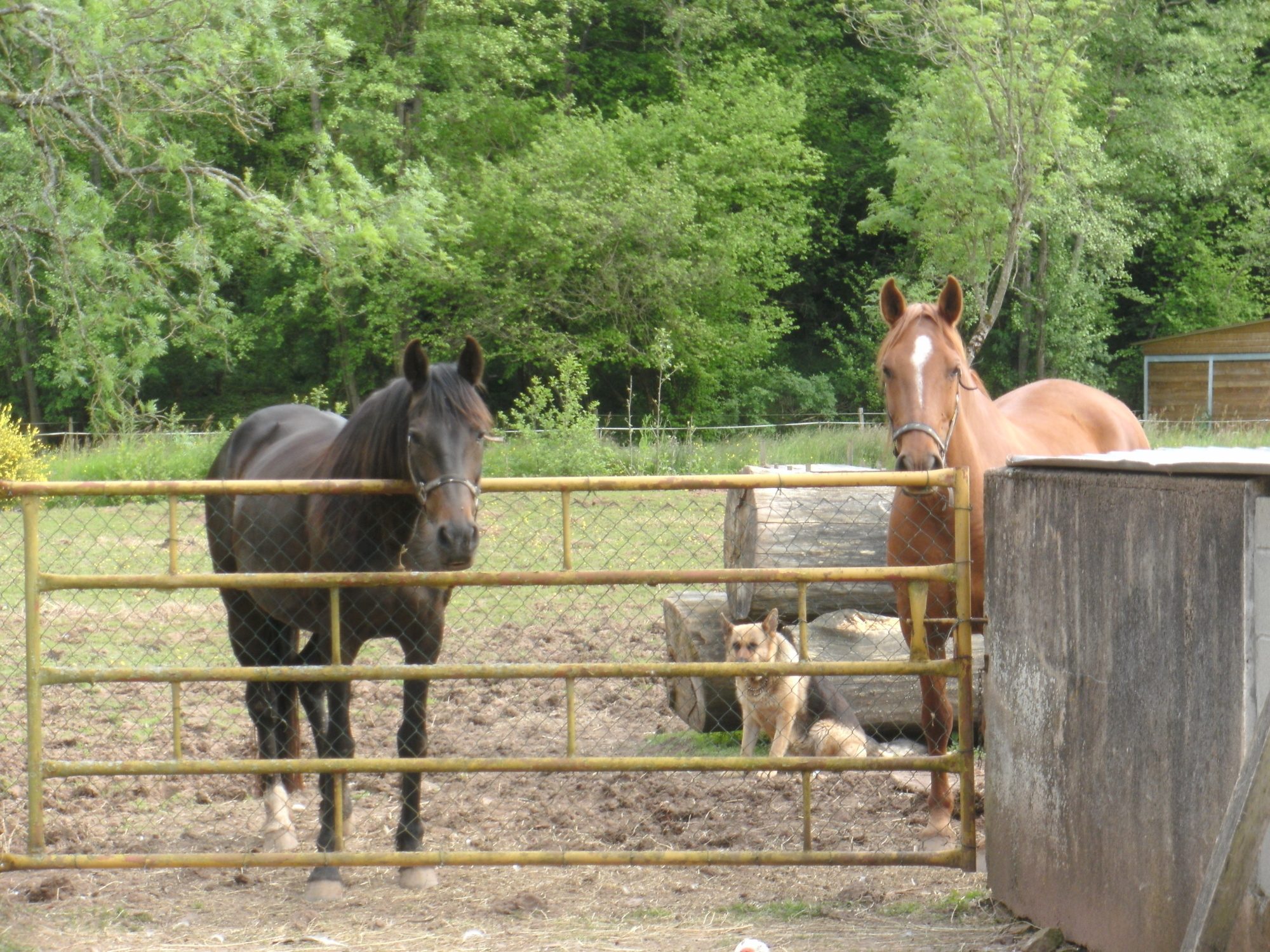 Kiola ( bay mare ) and Number One ( chestnut gelding ) posing with Brindille (GSD Mum of the three girls )