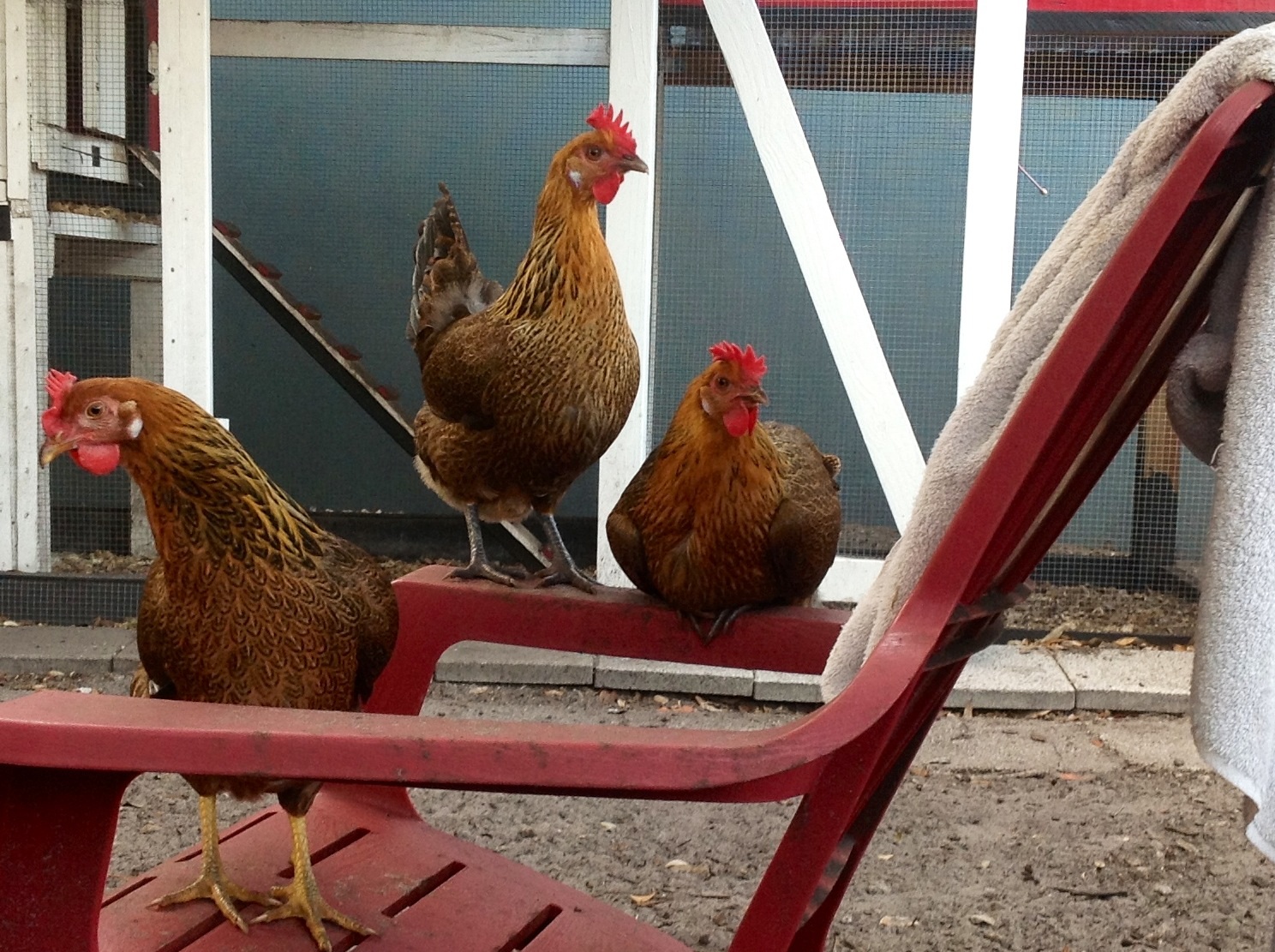 Kip, Paloma & Carmen