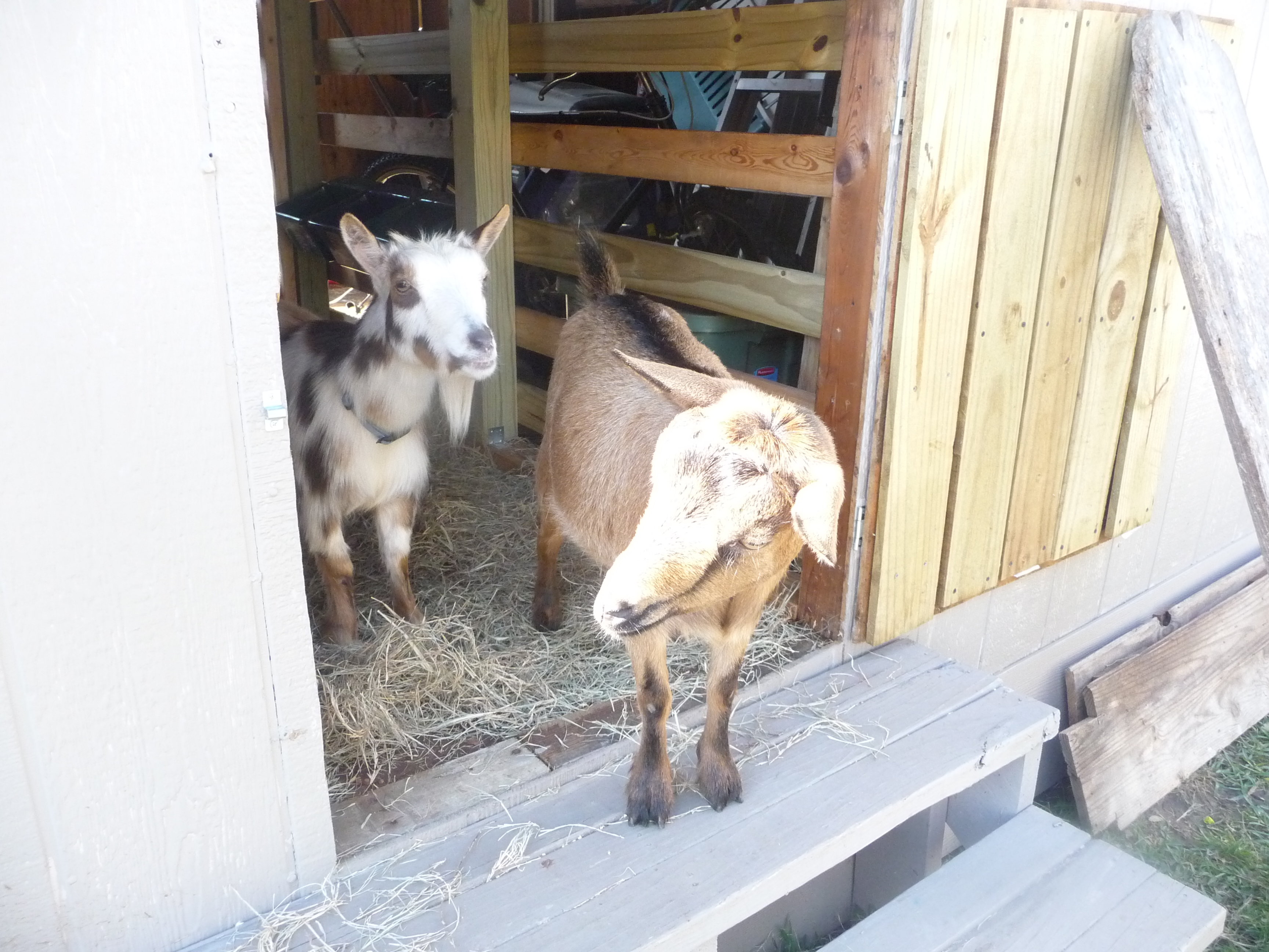 Kisses and Betty