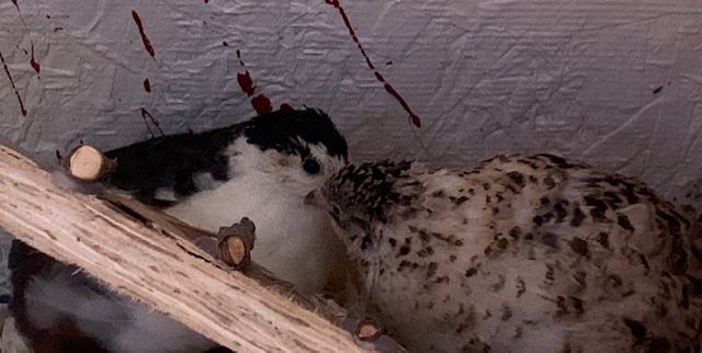 Kissy Quail