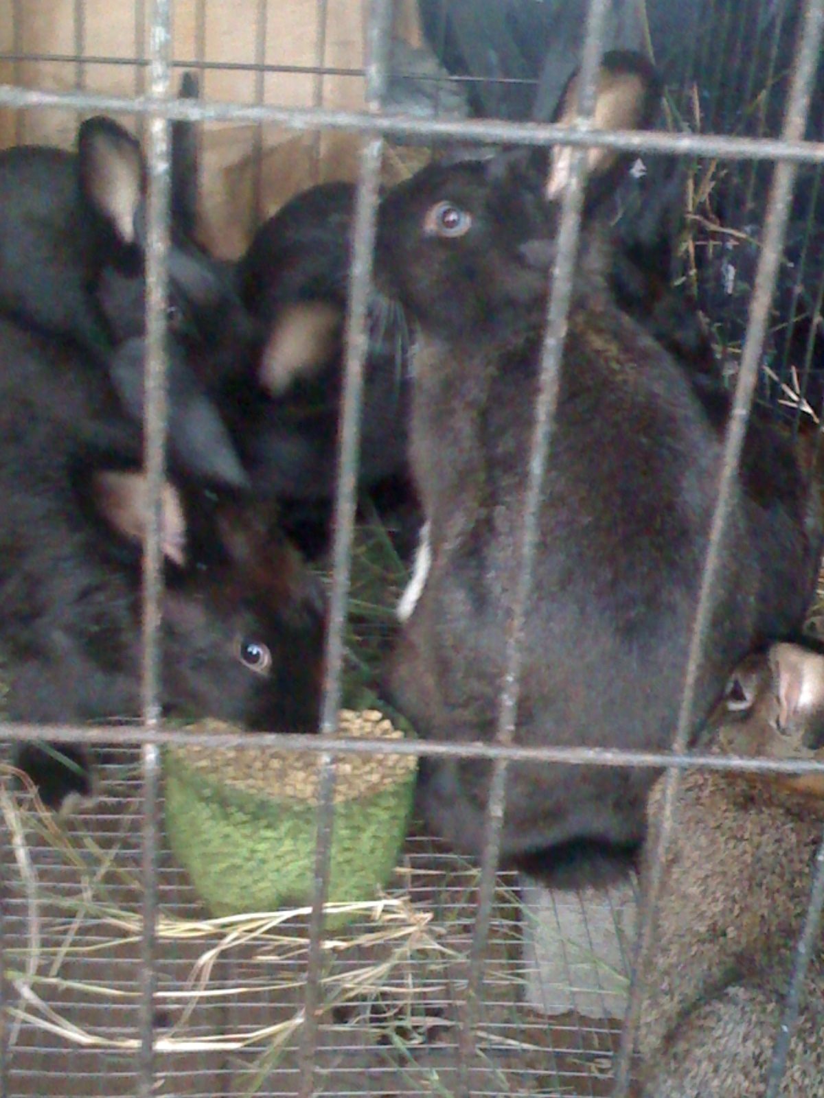 Kits (about 3 months old) for slaughter (culling)

Note: When i just got them (for free). After picture was taken they were moved to a bigger cage. October 2014.