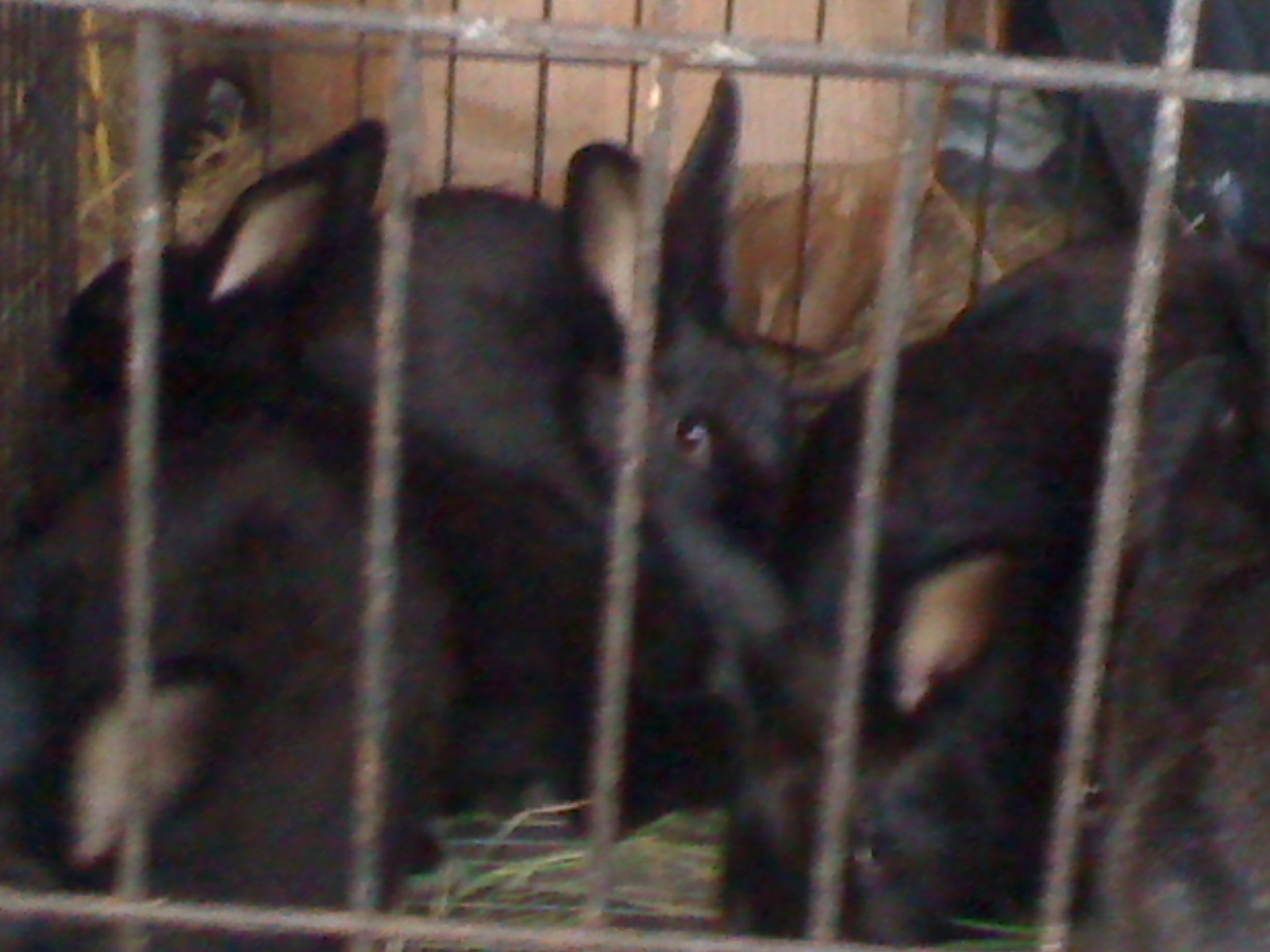 Kits (about 3 months old) for slaughter (culling)

Note: When i just got them (for free). After picture was taken they were moved to a bigger cage. October 2014.