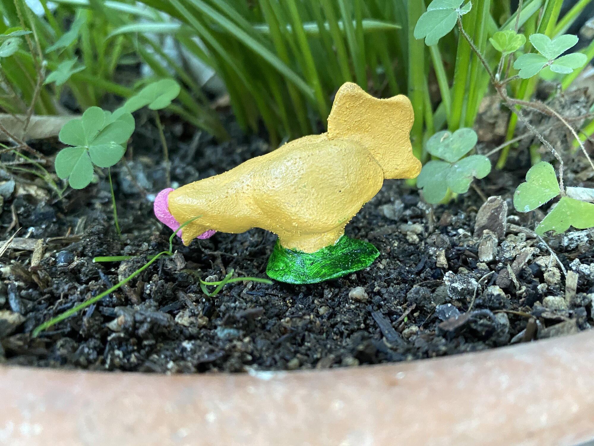 Kitty, a buff Orpington pullet.