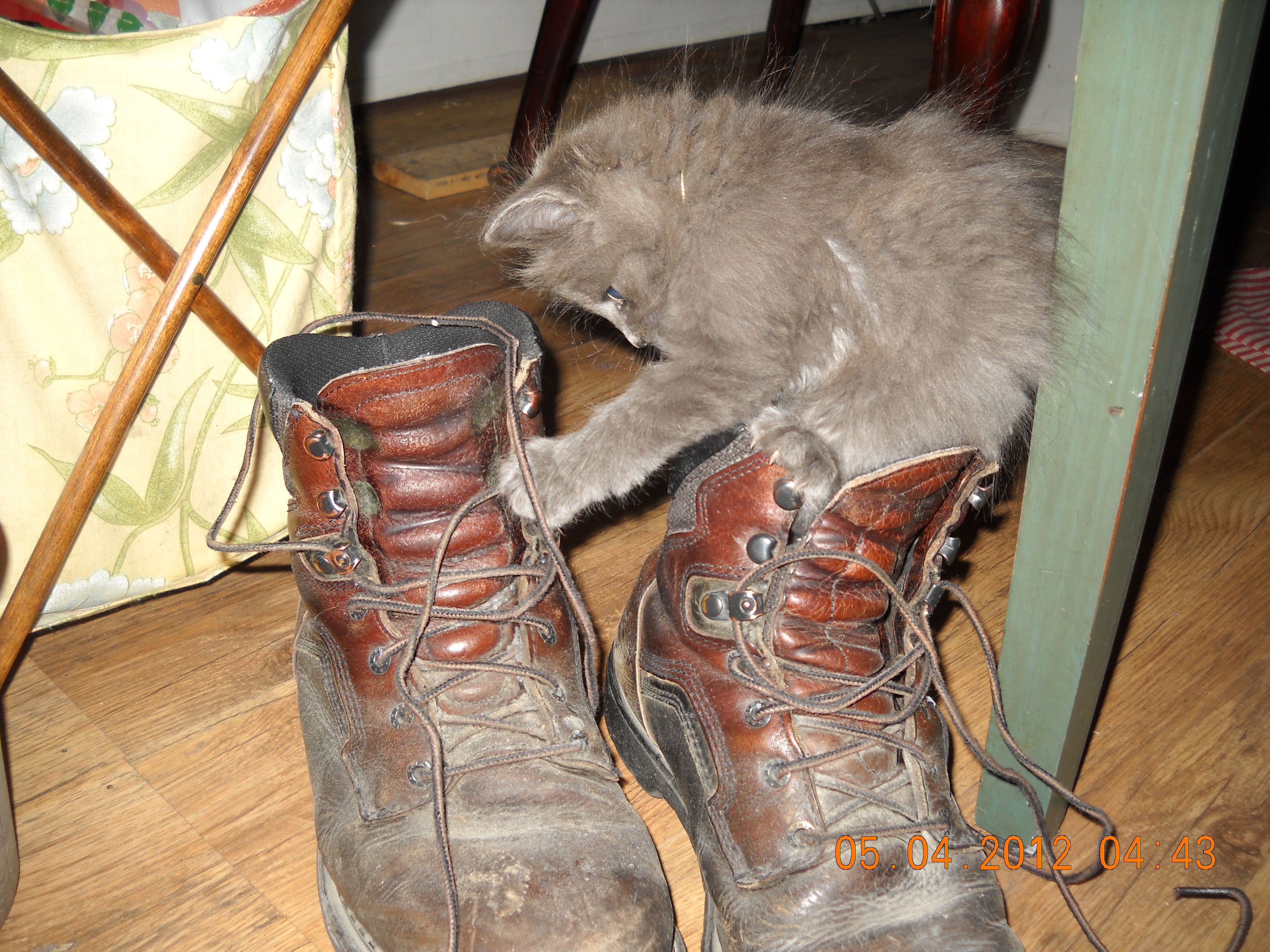 Kitty boots?