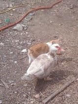Kitty luvsssssss ducks