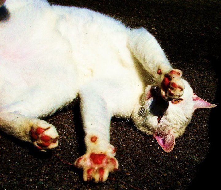 Kitty the cat.