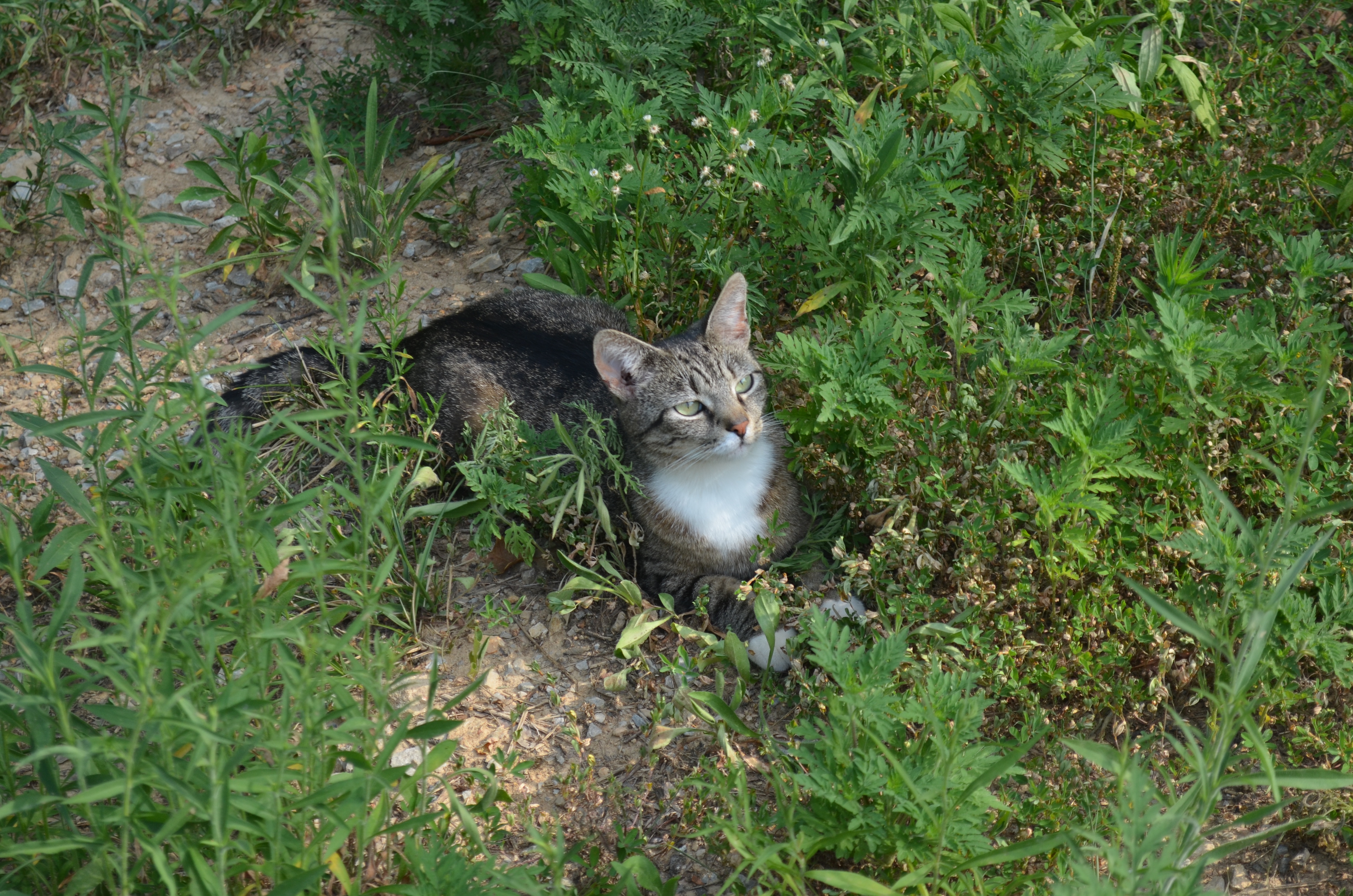 Kitty