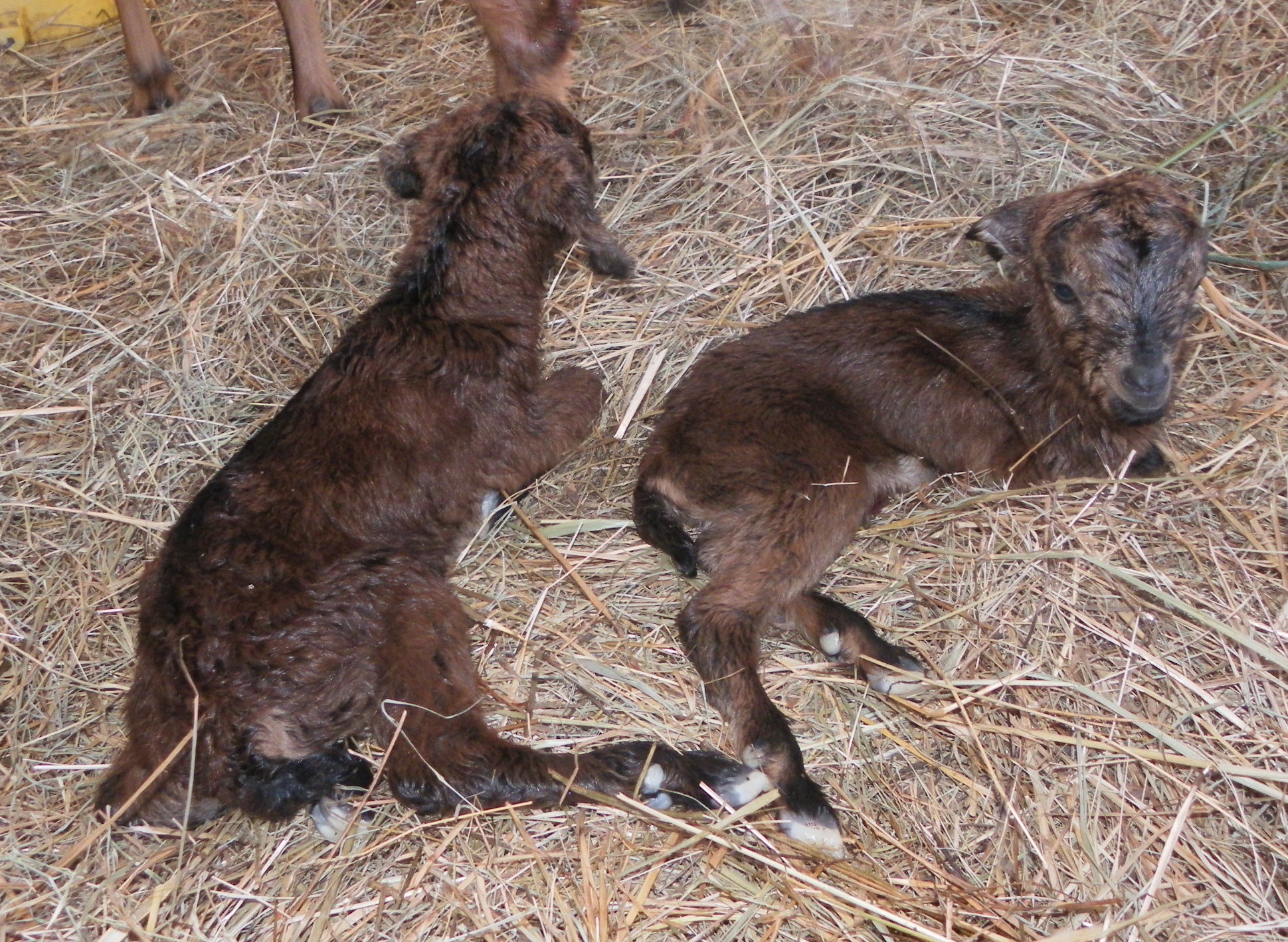 Kiwi and Razberry