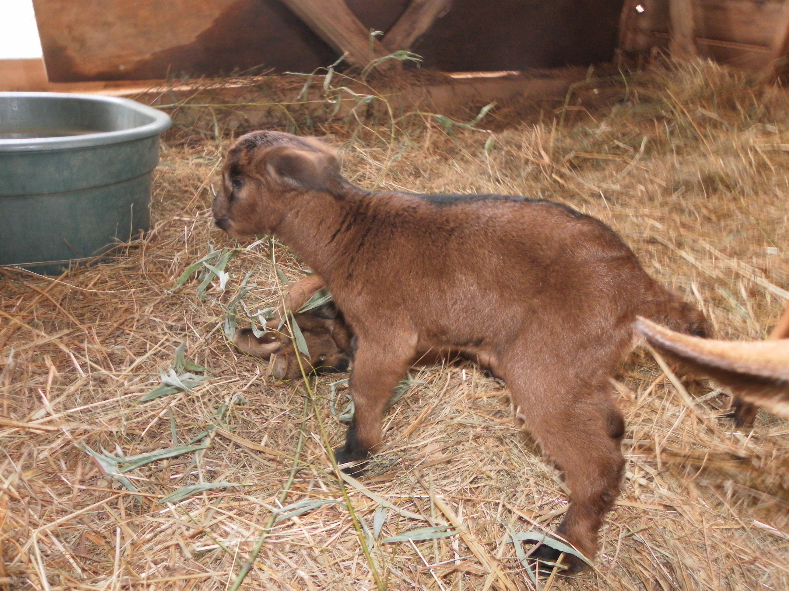 Kiwi's first steps
