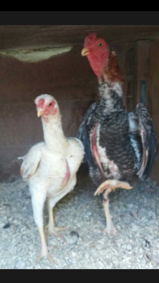 Ko shamo pair crele rooster