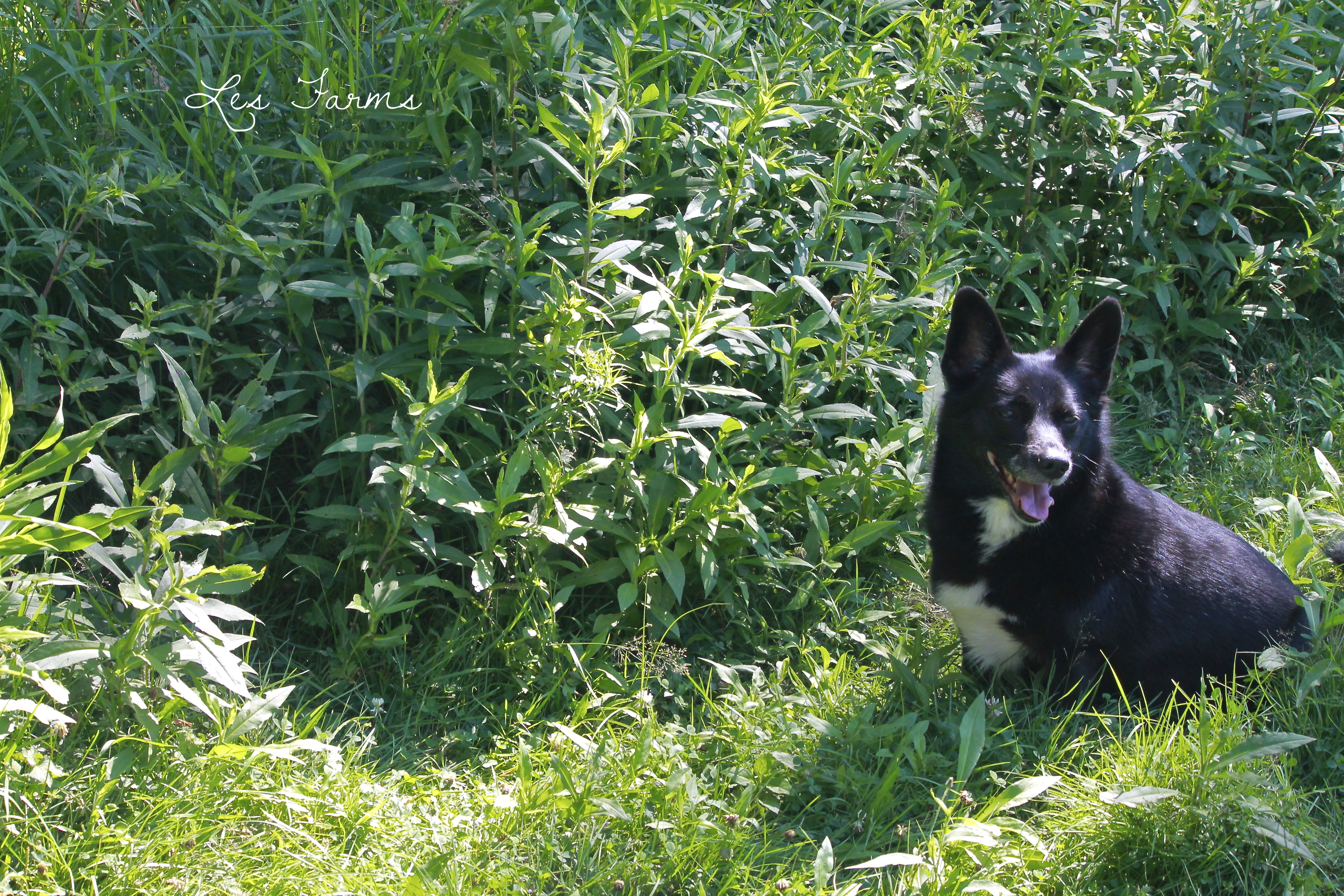 Koda again