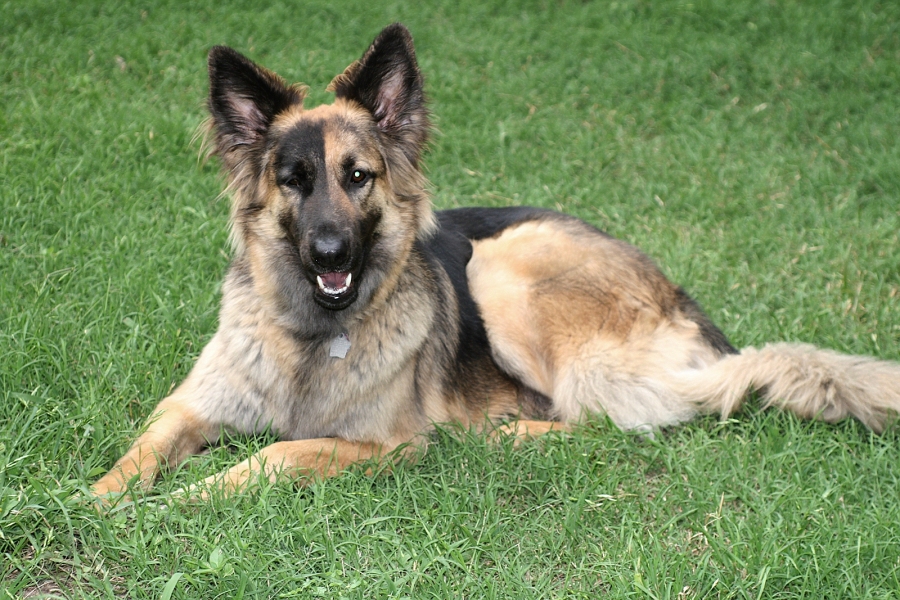 Koda, my black and tan coated GSD