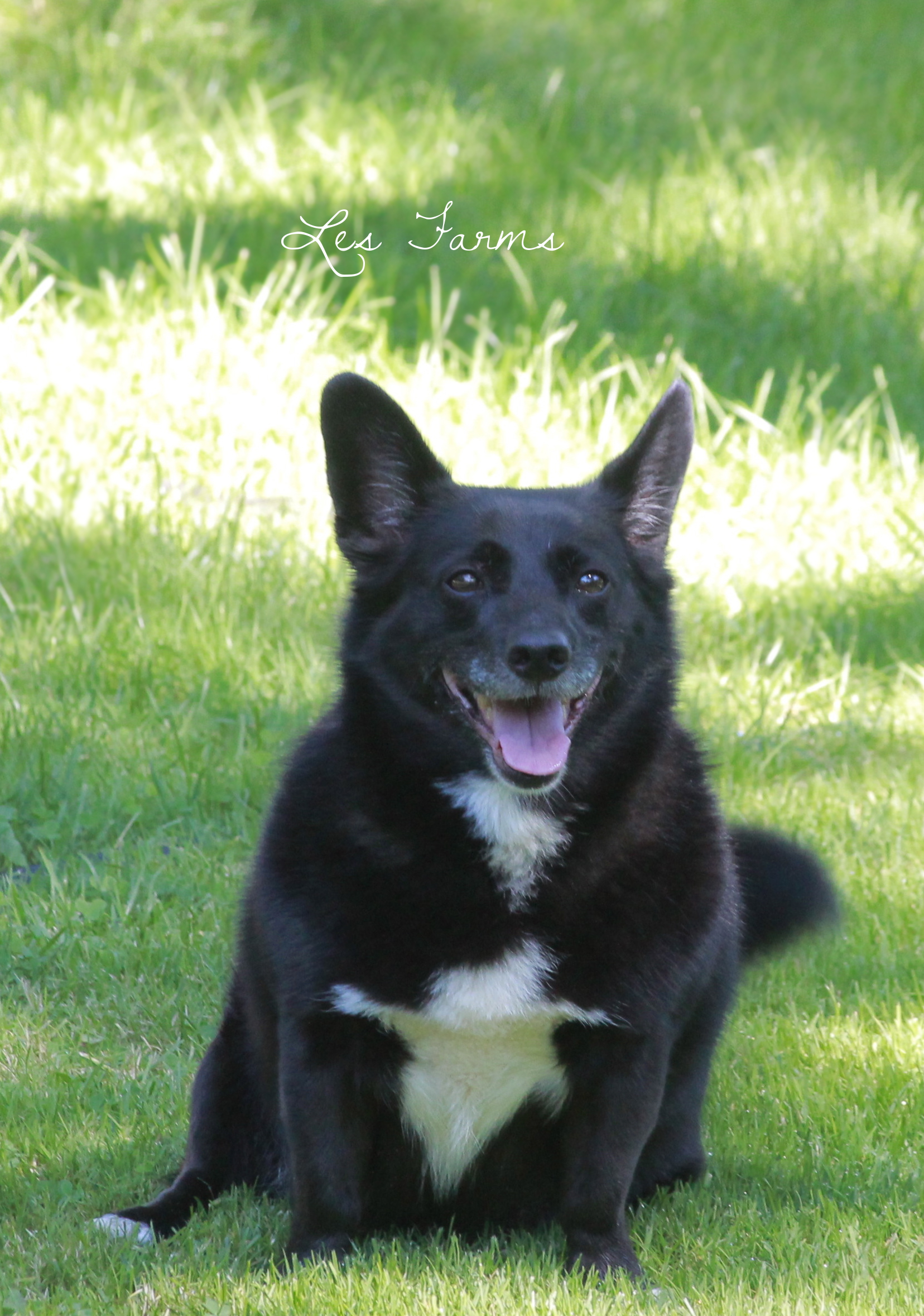 Koda our Corgi mix herding dog - Not really ;) but he does herd our goats!

My biggest baby - 9 years old!