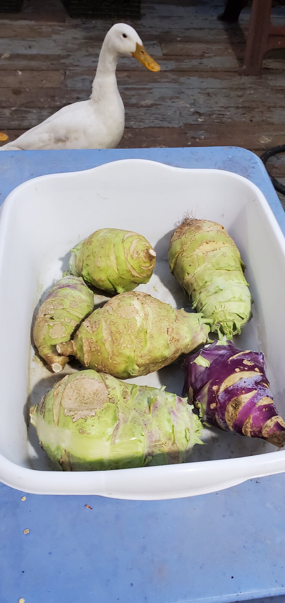 Kohlrabi