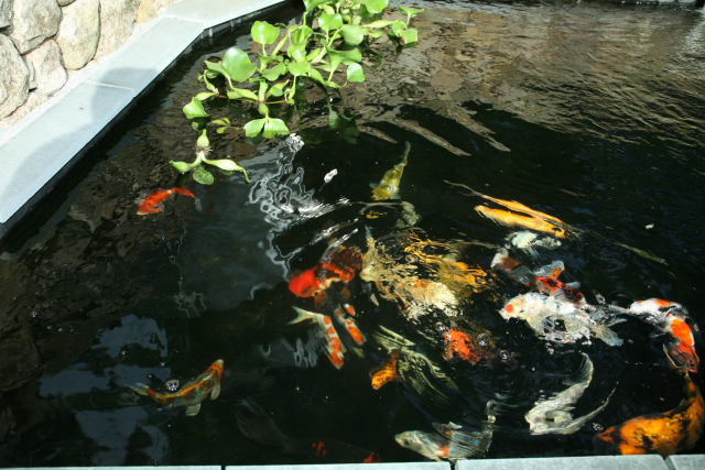 Koi Pond