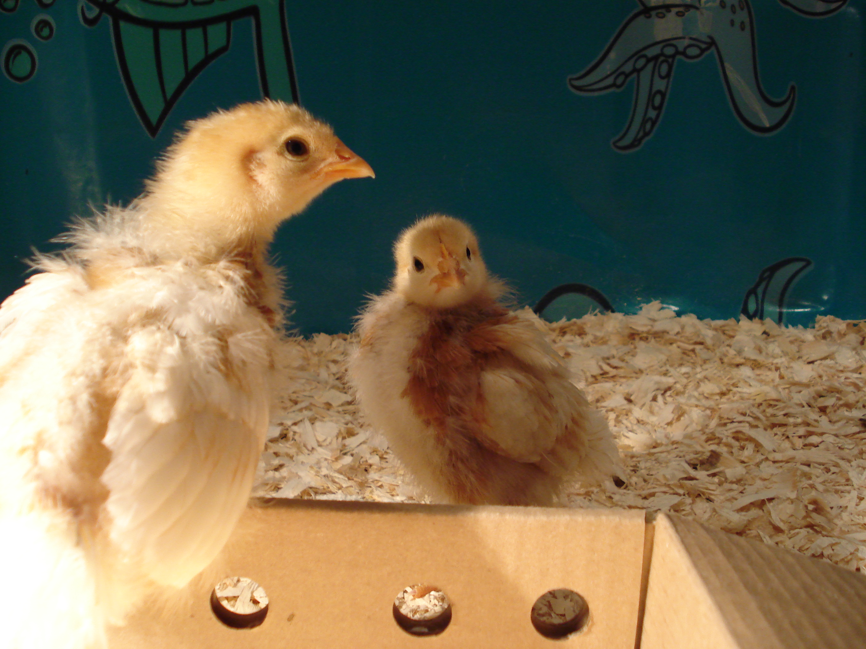 Koki and Kokosh are growing up!