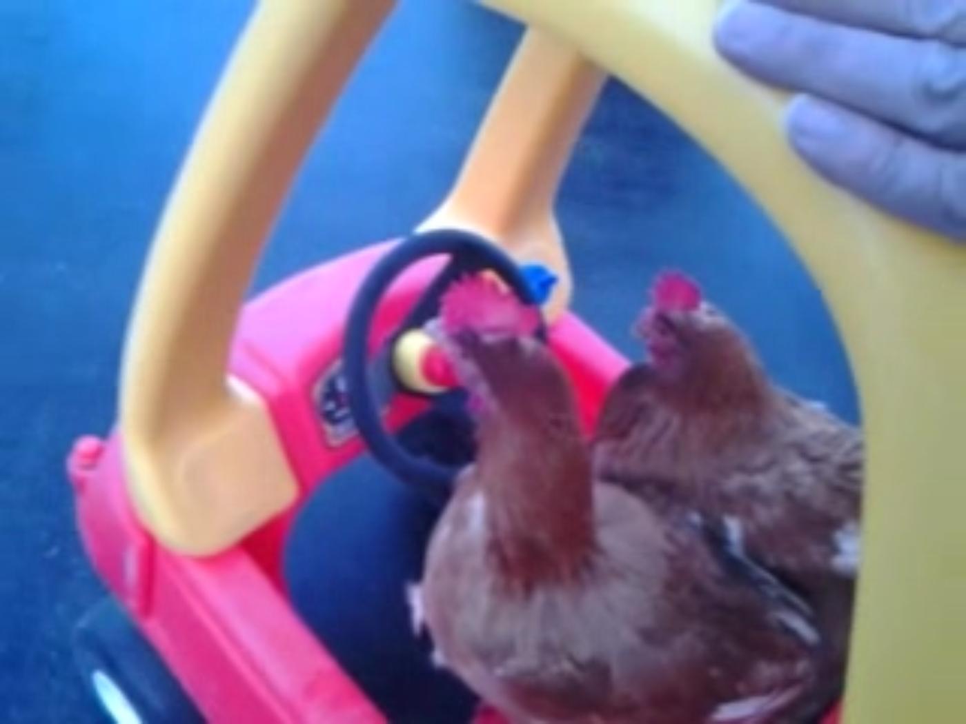 Koki and Kokosh enjoying their ride inside a Cozy Coupe!