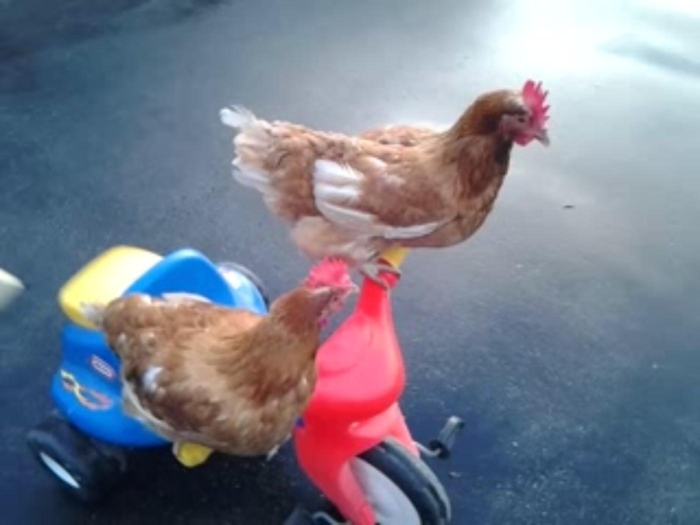 Koki and Kokosh riding on a tricycle's handlebars!