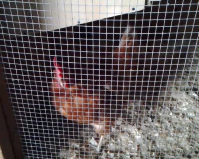 Koki in her coop.