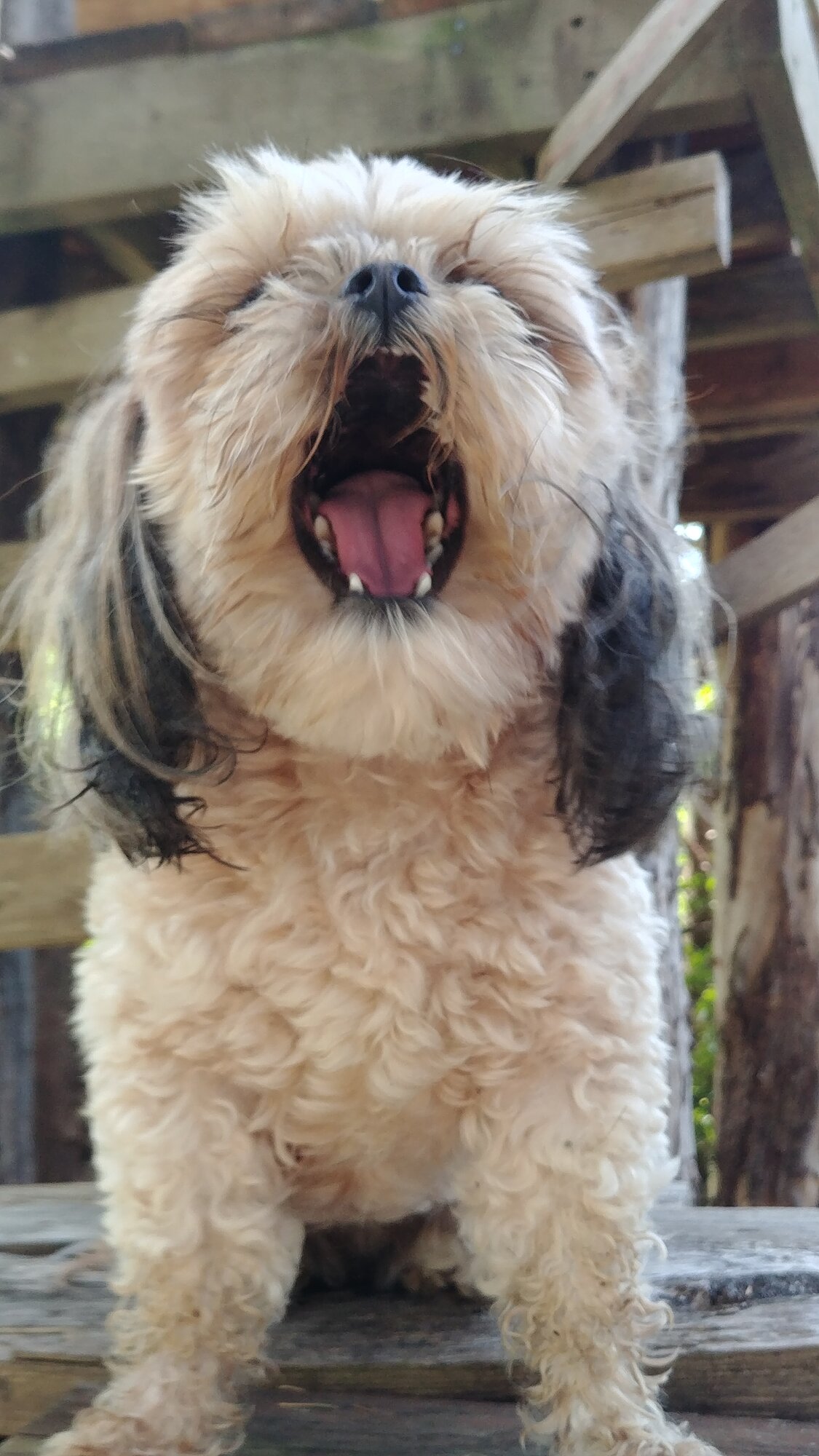 Koko yawning!!